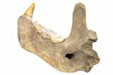 Fossil Cave Bear (Ursus spelaeus) Lower Jaw - Romania #240197-6